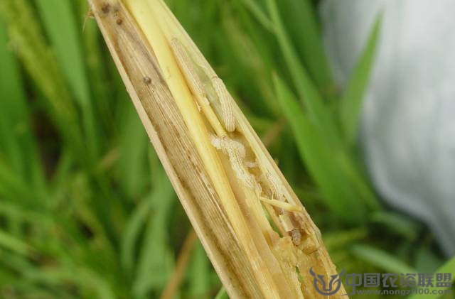 水稻飛防作業(yè)植保方案及用藥推薦